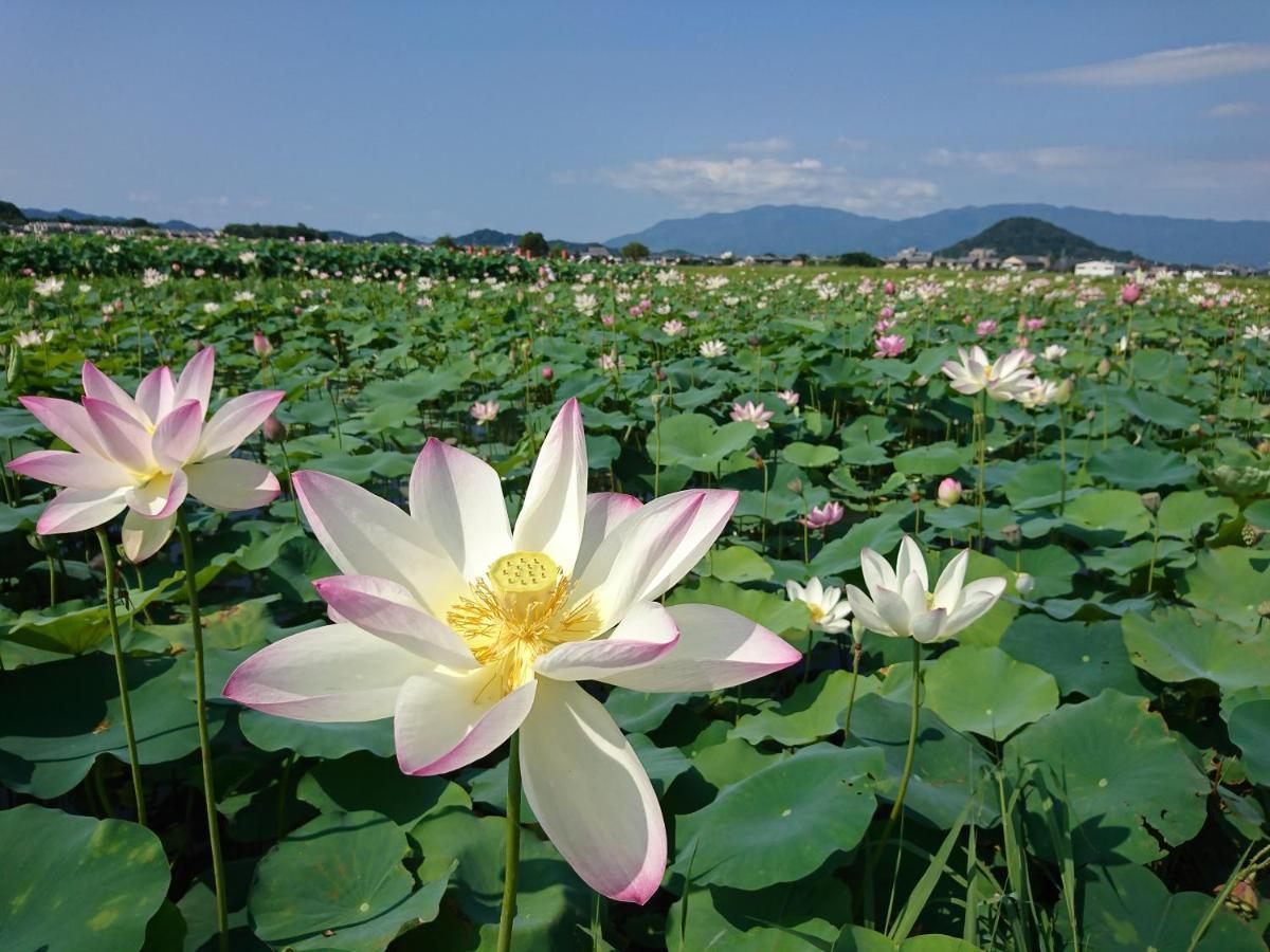 Guesthouse Hajimari 카시하라 외부 사진